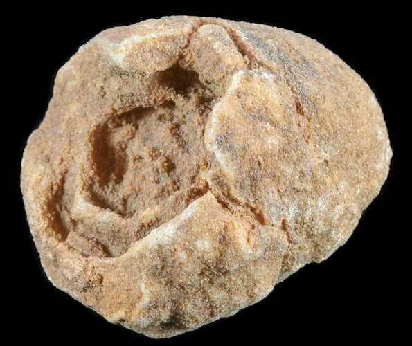 Flower-Like Sandstone Concretion - Pseudo Stromatolite #62218